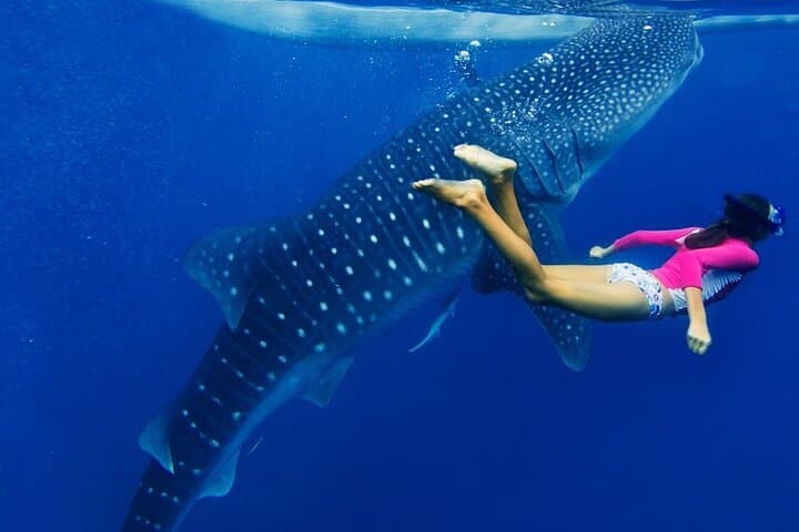 Snorkel with Whale Sharks off Riviera Maya — Day Trip from Cancún photo 4