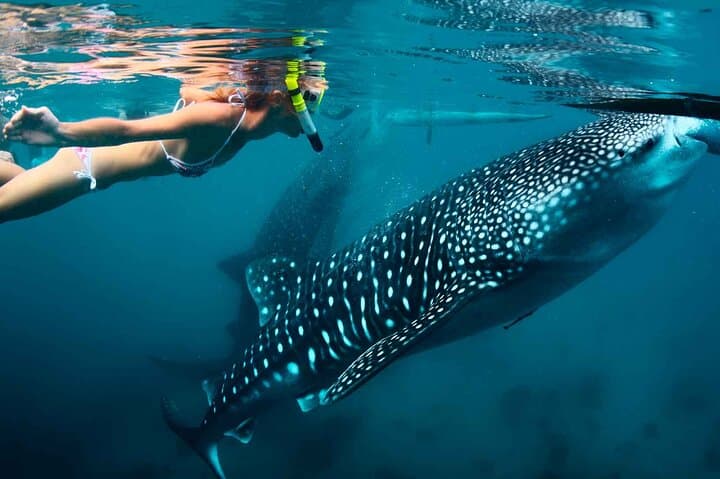 Snorkel with Whale Sharks off Riviera Maya — Day Trip from Cancún