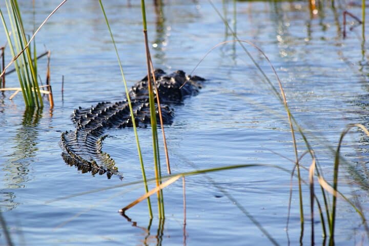 Everglades Airboat Eco-Tour: Airboat Ride & Wildlife Encounter from Miami photo 3