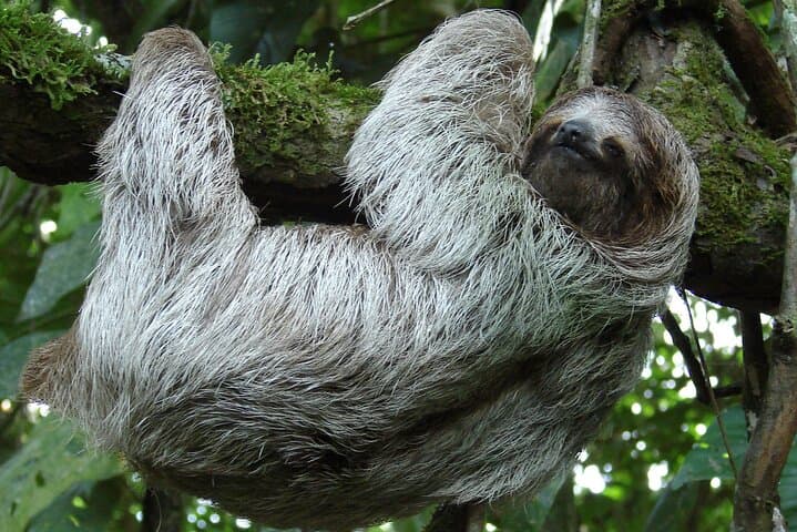 Rio Celeste Waterfall & Sloth Sanctuary: Full-Day Hike from Guanacaste photo 6