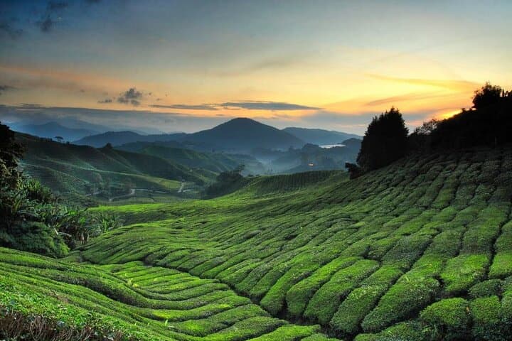 Cameron Highlands Day Trip from Kuala Lumpur: Tea Plantations, Strawberry Picking & Batu Caves photo 1