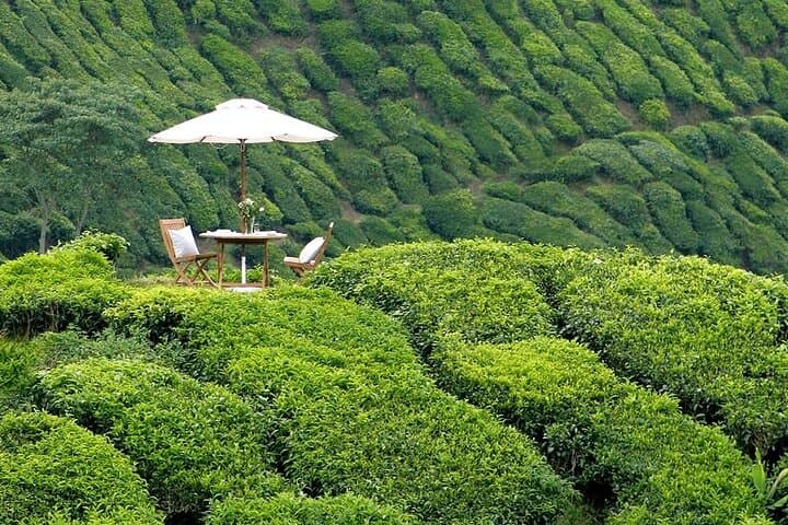 Cameron Highlands Day Trip from Kuala Lumpur: Tea Plantations, Strawberry Picking & Batu Caves photo 4