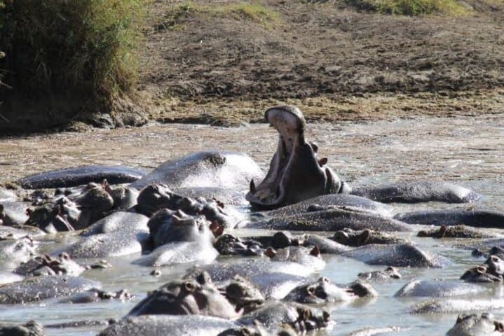 8-Day Tanzania Private Safari: Tarangire, Ngorongoro & Serengeti photo 6