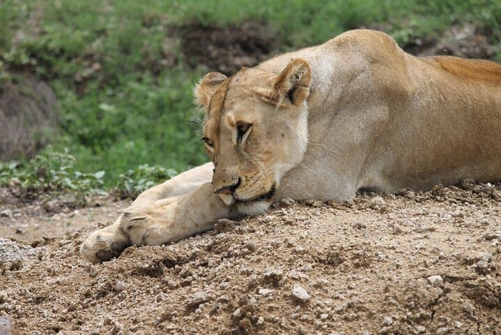 8-Day Tanzania Private Safari: Tarangire, Ngorongoro & Serengeti photo 5