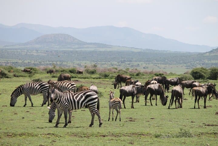 8-Day Tanzania Private Safari: Tarangire, Ngorongoro & Serengeti photo 4