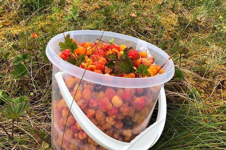 Foraging Lapland: Wild Berries & Mushroom Picking Tour from Rovaniemi photo 4