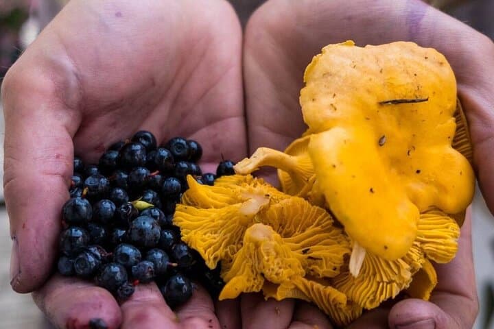 Foraging Lapland: Wild Berries & Mushroom Picking Tour from Rovaniemi