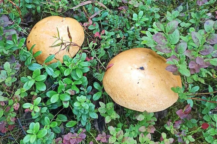 Foraging Lapland: Wild Berries & Mushroom Picking Tour from Rovaniemi photo 6
