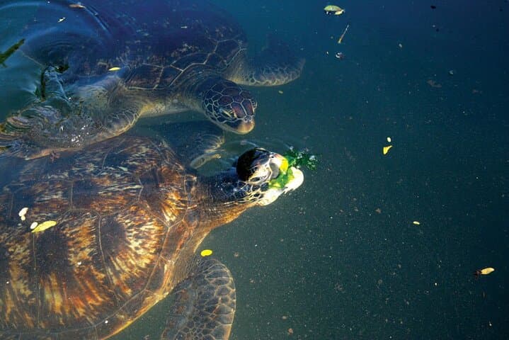 Horseback Swimming and Turtle Encounters at Nungwi Beach, Zanzibar photo 5