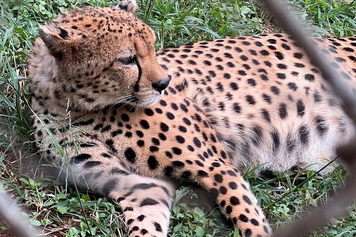 Exploring Nairobi National Park: A Private 6-Hour Safari Experience photo 5