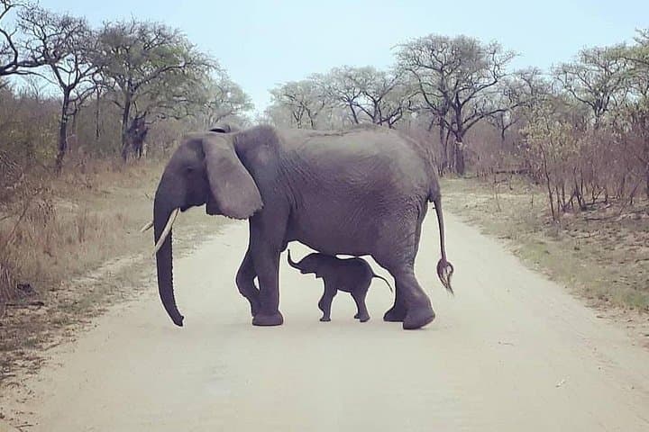 Half-Day Kruger Open Vehicle Safari from Marloth Park — Morning Big Five Drive photo 5