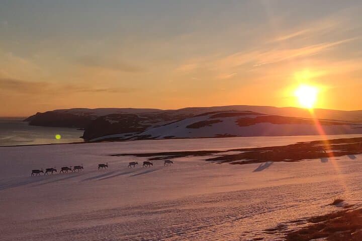 VIP North Cape Tour: Honningsvåg to the Globe at Nordkapp photo 4