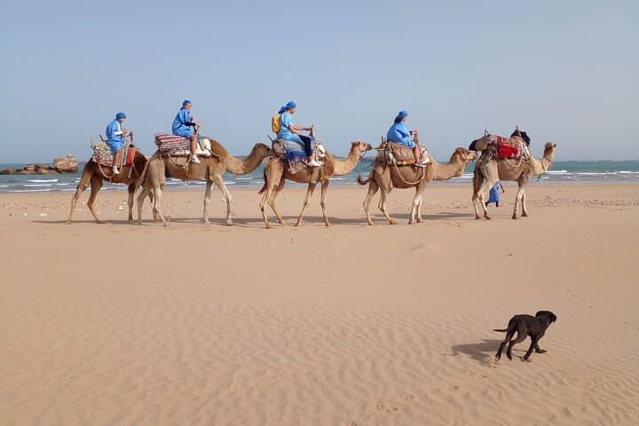 Essaouira Camel or Quad Adventure: Coastal Ride with Pickup photo 2