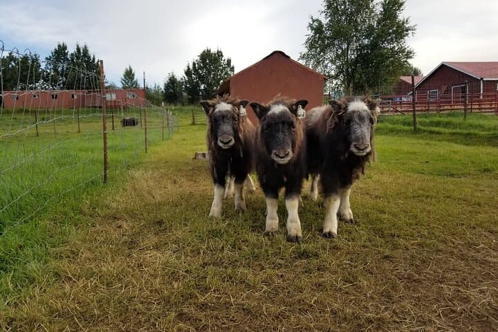 Musk Ox Farm Scenic Drive from Anchorage: Guided Tour & Qiviut Experience photo 1
