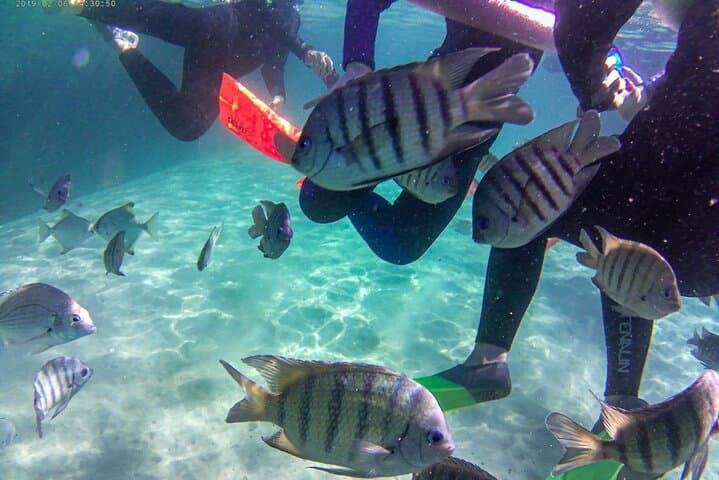 Guide to Snorkeling the Tangalooma Wrecks: Day Trip from Brisbane photo 5