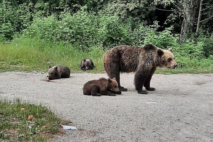 Roadside Brown Bears and the Real Dracula's Fortress: Poenari & Vidraru Day Trip