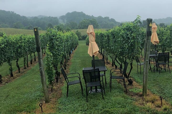 Luxury Northern Virginia Winery Excursion: Private 2‑Winery Tour from Washington DC photo 6