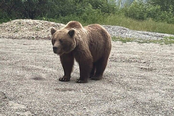 Bears and Dracula: Private Full-Day Wildlife and Poenari Castle Tour from Bucharest