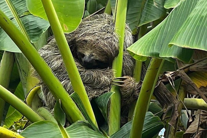 Corobici Jungle River, Sloth Sanctuary & Poisonous Frogs Tour in Bijagua