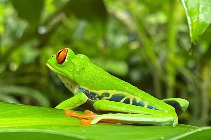 Corobici Jungle River, Sloth Sanctuary & Poisonous Frogs Tour in Bijagua photo 2