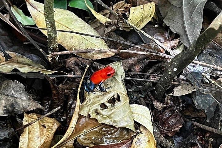 Corobici Jungle River, Sloth Sanctuary & Poisonous Frogs Tour in Bijagua photo 4