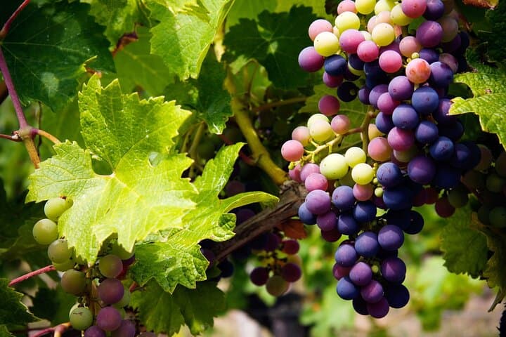 High Desert Wine Tasting Tour in Sonoita & Elgin — Tucson Day Trip photo 4