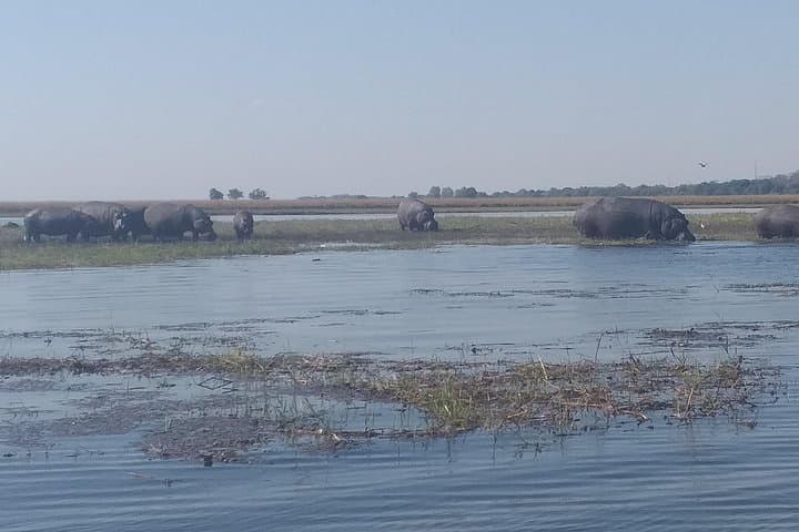Chobe Full-Day Safari: Game Drive & River Cruise from Victoria Falls photo 2