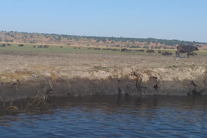 Chobe Full-Day Safari: Game Drive & River Cruise from Victoria Falls photo 4