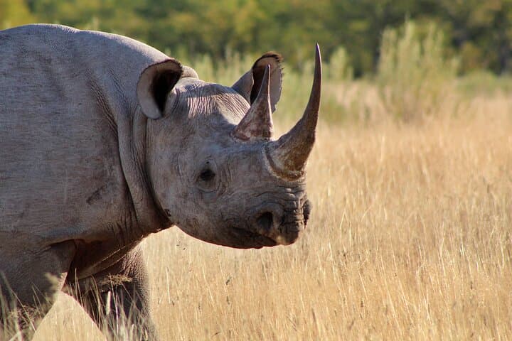 3-Day Private Etosha Safari: Guided Game Drives & Night Waterhole Viewing photo 5