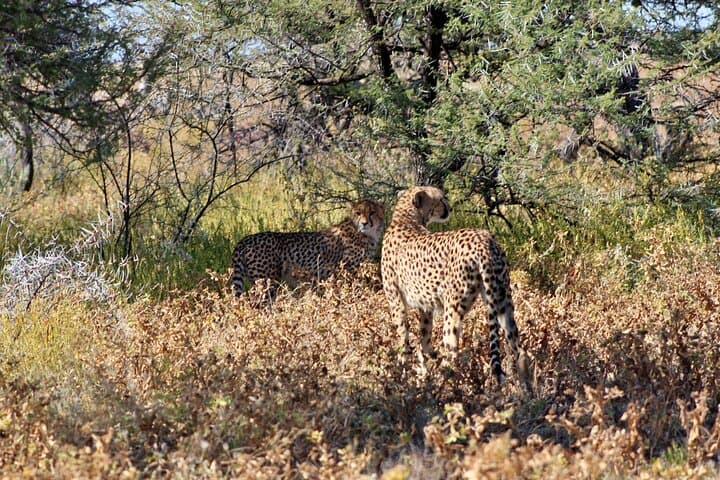 3-Day Private Etosha Safari: Guided Game Drives & Night Waterhole Viewing photo 6