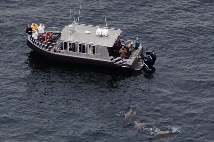 Icy Strait Whale Watching with Drone Footage: Humpbacks, Orcas & Coastal Wildlife photo 3