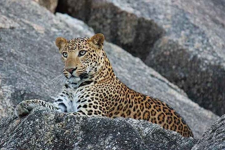Ranakpur Leopard Jeep Safari: Spot Leopards & Birdlife on a 3-Hour Jeep Tour