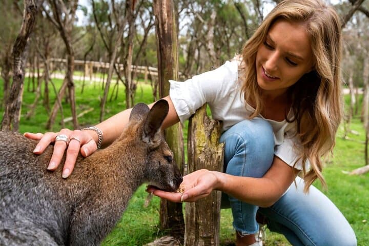 Mornington Peninsula Nature Tour: Moonlit Sanctuary, Arthurs Seat & Dendy Beach