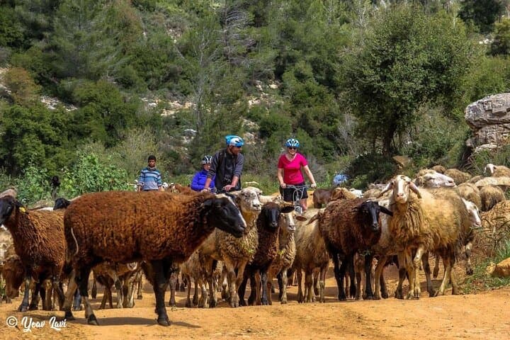 Bike the Holy Land: Tel Aviv to Trails with Yoav Lavi photo 2