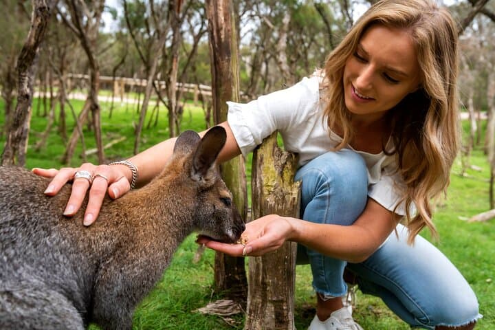 Phillip Island Penguins & Wildlife Day Tour from Melbourne