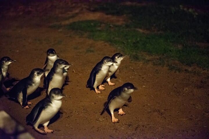 Phillip Island Penguins & Wildlife Day Tour from Melbourne photo 5