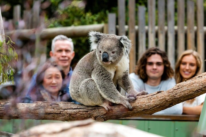 Phillip Island Penguins & Wildlife Day Tour from Melbourne photo 6