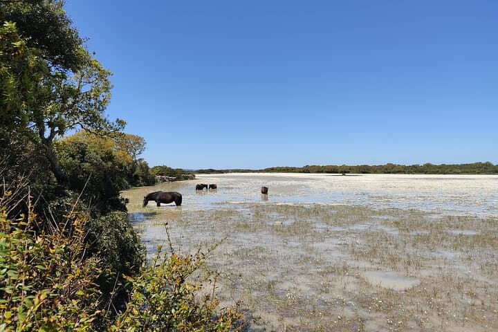Giara di Gesturi Half-Day Trek to See Sardinia's Wild Horses photo 2