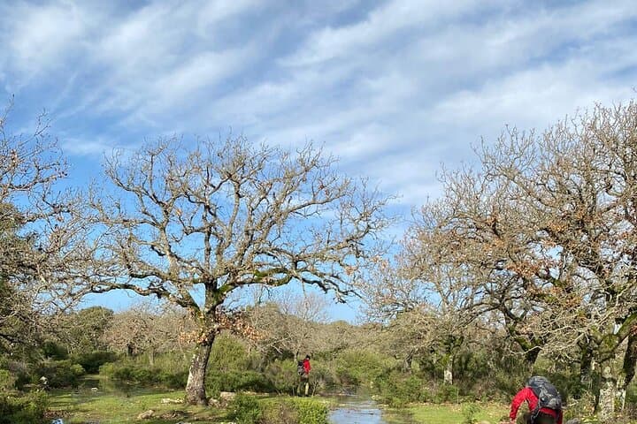 Giara di Gesturi Half-Day Trek to See Sardinia's Wild Horses photo 3