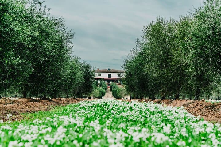 Jaén Olive Oil Tasting Tour — Five-Sense Oleotourism at Aires de Jaén