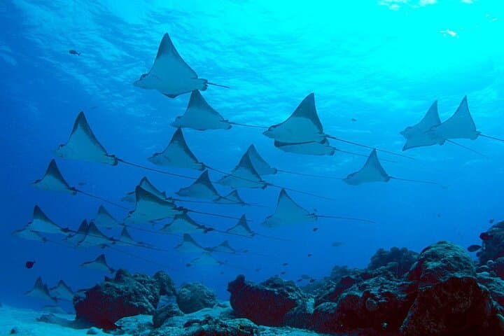 Snorkeling with Manta Rays in Nusa Penida — All-Inclusive Day Tour from Bali photo 5