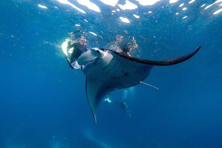 Snorkeling with Manta Rays in Nusa Penida — All-Inclusive Day Tour from Bali photo 2