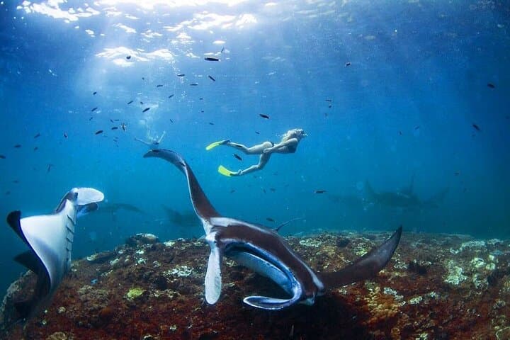 Snorkeling with Manta Rays in Nusa Penida — All-Inclusive Day Tour from Bali photo 6