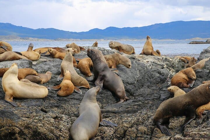 Beagle Channel Cruise: Les Eclaireurs Lighthouse, Sea Lions & Karelo Island Hike photo 1