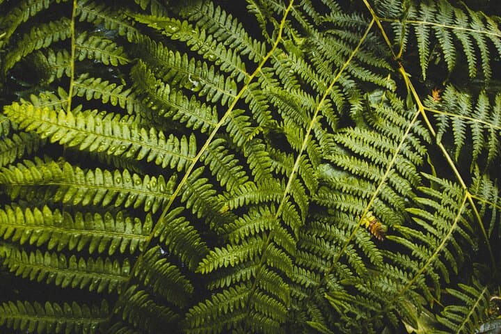 Snoqualmie Falls and Twin Falls Morning Hike: Guided Rainforest Walk from Seattle photo 6