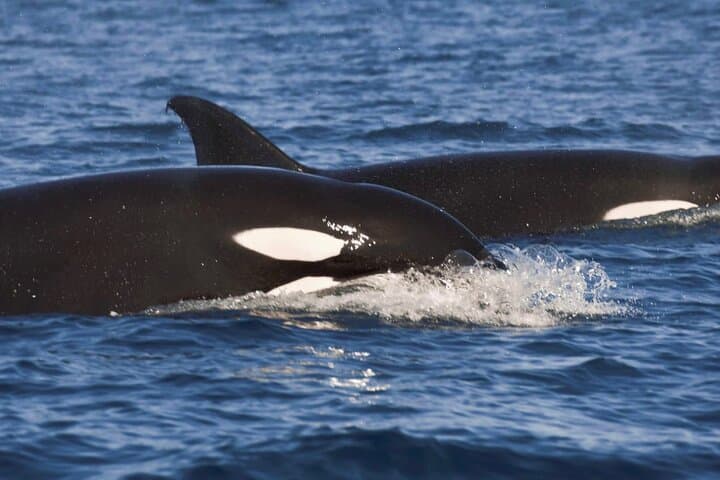 Los Cabos Open-Ocean Snorkeling Wildlife Safari — Photos Included photo 2