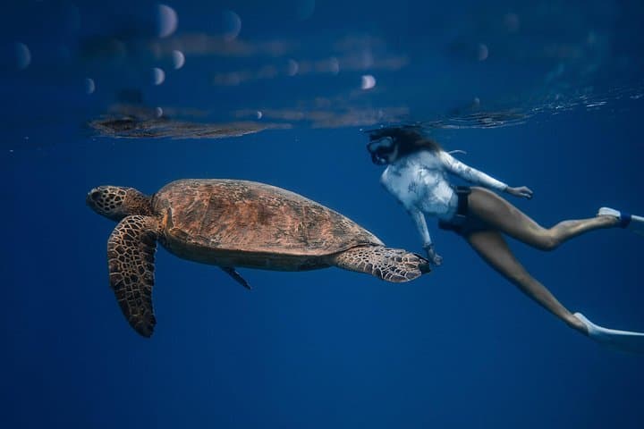 Los Cabos Open-Ocean Snorkeling Wildlife Safari — Photos Included photo 1