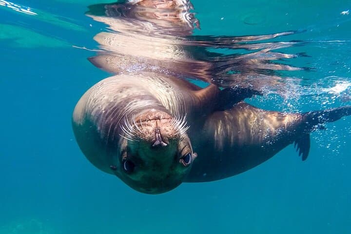 Los Cabos Open-Ocean Snorkeling Wildlife Safari — Photos Included photo 3