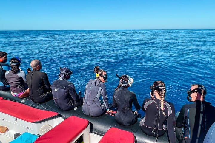 Los Cabos Open-Ocean Snorkeling Wildlife Safari — Photos Included photo 4