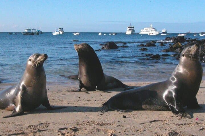 7-Day Galapagos Food & Wildlife Tour: Guided Culinary Adventure with Snorkeling photo 2